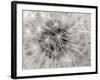 Dandelion 2-Jim Christensen-Framed Photographic Print