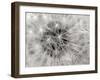 Dandelion 2-Jim Christensen-Framed Photographic Print