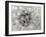 Dandelion 2-Jim Christensen-Framed Photographic Print