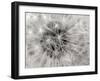 Dandelion 2-Jim Christensen-Framed Photographic Print