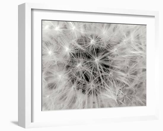 Dandelion 2-Jim Christensen-Framed Photographic Print