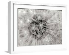 Dandelion 2-Jim Christensen-Framed Photographic Print