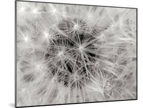 Dandelion 2-Jim Christensen-Mounted Photographic Print