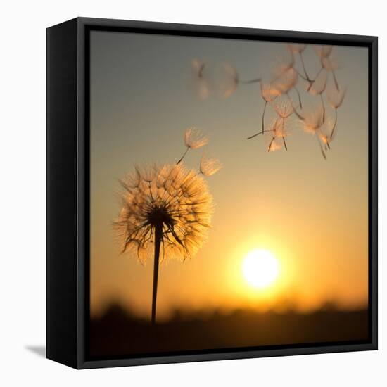 Dandelion against the Backdrop of the Setting Sun-Olga Zarytska-Framed Stretched Canvas