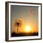 Dandelion against the Backdrop of the Setting Sun-Olga Zarytska-Framed Photographic Print