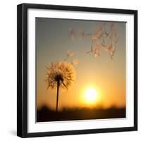 Dandelion against the Backdrop of the Setting Sun-Olga Zarytska-Framed Photographic Print
