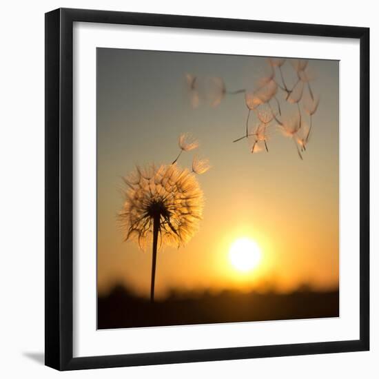 Dandelion against the Backdrop of the Setting Sun-Olga Zarytska-Framed Photographic Print