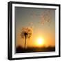 Dandelion against the Backdrop of the Setting Sun-Olga Zarytska-Framed Photographic Print