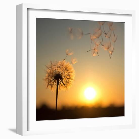 Dandelion against the Backdrop of the Setting Sun-Olga Zarytska-Framed Photographic Print