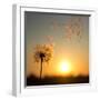 Dandelion against the Backdrop of the Setting Sun-Olga Zarytska-Framed Photographic Print