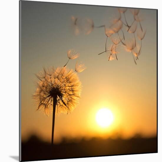 Dandelion against the Backdrop of the Setting Sun-Olga Zarytska-Mounted Photographic Print