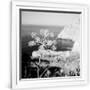 Gramercy White
