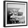 Black Frame