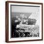 Brown Frame