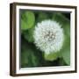 Dandelion Bloom-Pete Kelly-Framed Giclee Print