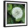 Dandelion Bloom-Pete Kelly-Framed Giclee Print