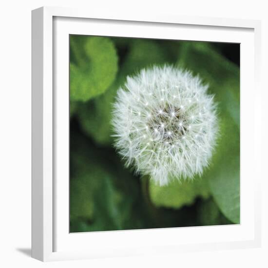 Dandelion Bloom-Pete Kelly-Framed Giclee Print