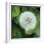 Dandelion Bloom-Pete Kelly-Framed Giclee Print