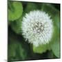 Dandelion Bloom-Pete Kelly-Mounted Giclee Print