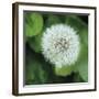 Dandelion Bloom-Pete Kelly-Framed Giclee Print