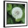 Dandelion Bloom-Pete Kelly-Framed Giclee Print