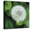 Dandelion Bloom-Pete Kelly-Stretched Canvas