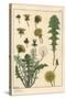 Dandelion Botanical Study, 1897 (Lithograph)-Eugene Grasset-Stretched Canvas