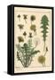 Dandelion Botanical Study, 1897 (Lithograph)-Eugene Grasset-Framed Stretched Canvas