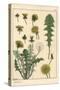 Dandelion Botanical Study, 1897 (Lithograph)-Eugene Grasset-Stretched Canvas