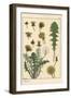 Dandelion Botanical Study, 1897 (Lithograph)-Eugene Grasset-Framed Giclee Print