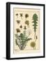 Dandelion Botanical Study, 1897 (Lithograph)-Eugene Grasset-Framed Giclee Print