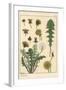 Dandelion Botanical Study, 1897 (Lithograph)-Eugene Grasset-Framed Giclee Print