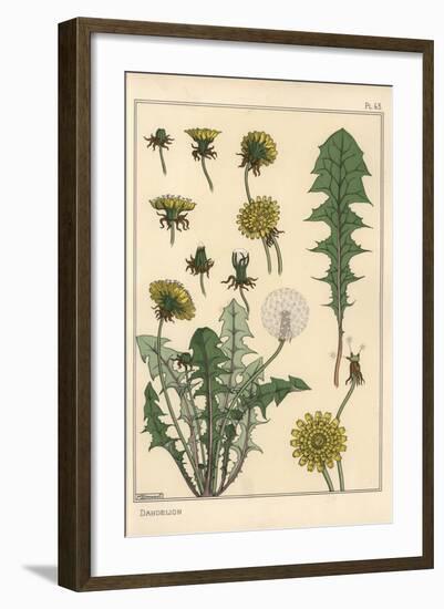 Dandelion Botanical Study, 1897 (Lithograph)-Eugene Grasset-Framed Giclee Print