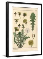 Dandelion Botanical Study, 1897 (Lithograph)-Eugene Grasset-Framed Giclee Print