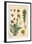 Dandelion Botanical Study, 1897 (Lithograph)-Eugene Grasset-Framed Giclee Print