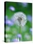 Dandelion Clock-null-Stretched Canvas