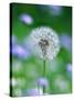 Dandelion Clock-null-Stretched Canvas