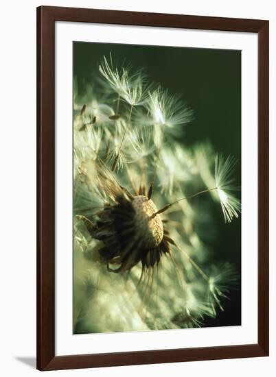 Dandelion Clock-David Nunuk-Framed Photographic Print