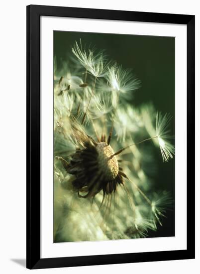 Dandelion Clock-David Nunuk-Framed Photographic Print