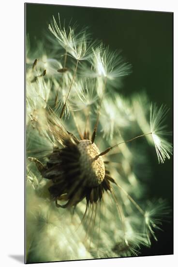 Dandelion Clock-David Nunuk-Mounted Photographic Print