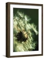 Dandelion Clock-David Nunuk-Framed Photographic Print