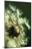 Dandelion Clock-David Nunuk-Mounted Photographic Print