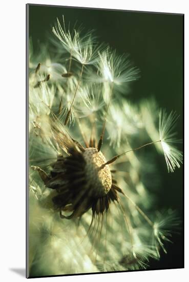 Dandelion Clock-David Nunuk-Mounted Photographic Print