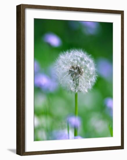 Dandelion Clock-null-Framed Photographic Print