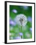 Dandelion Clock-null-Framed Photographic Print