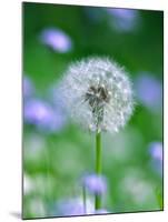 Dandelion Clock-null-Mounted Photographic Print