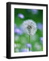 Dandelion Clock-null-Framed Photographic Print