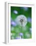 Dandelion Clock-null-Framed Photographic Print