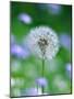 Dandelion Clock-null-Mounted Photographic Print