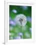 Dandelion Clock-null-Framed Photographic Print